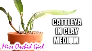 Potting Cattleya Orchid in inorganic media [upl. by Georg268]