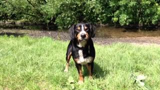 Lets Go Swimming Alfie the Entlebucher Mountain Dog shows the way [upl. by Eniamurt165]