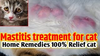 Mastitis infection of teats in nursing cat  milk stasis and mastitis  mastitis treatment for cat [upl. by Ettegirb386]