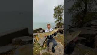 385 in muskie musky tigermusky fishing muskybaits sportfishing yourubeshorts foryoupage [upl. by Maye]