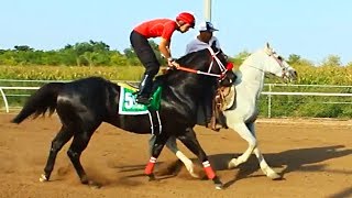 EL SAMURAY VS EL 3030  CARRERAS DE CABALLOS  FRESNO HIPODROMO [upl. by Ydur]