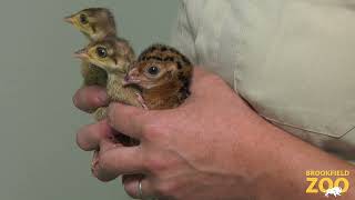 Endangered Helmeted Curossaw Chick at Brookfield Zoo [upl. by Einiffit71]