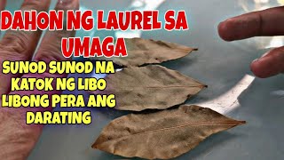 DAHON NG LAUREL SA UMAGA SUNOD SUNOD NA PERANG DARATING SAYOAPPLE PAGUIO7 [upl. by Viehmann984]