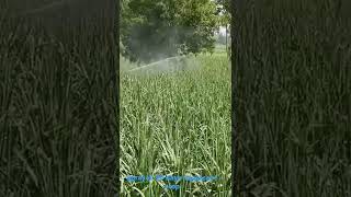 6ba spray  gibberellic acid  sprayer sugarcane [upl. by Enimisaj]