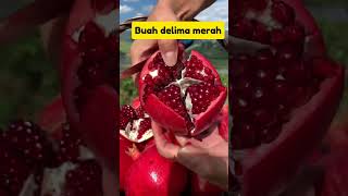 Buah delima merah buahunik tanaman buahlangka buahdelimamerah [upl. by Alema]