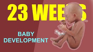 23 Weeks Pregnant Baby Development – Baby Size Movement and Common Symptoms [upl. by Murtha]