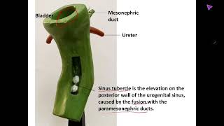 Embryology model of Urogenital system practical identification and explanation [upl. by Ianteen]