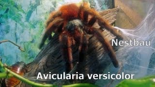 MartiniqueBaumvogelspinne  Antilles pinktoe  Avicularia versicolor beim Nestbau [upl. by Gad]