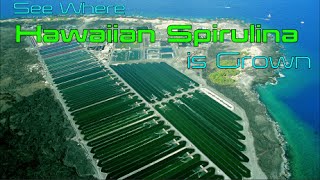 See Where Hawaiian Spirulina is Grown part 1 [upl. by Pond]