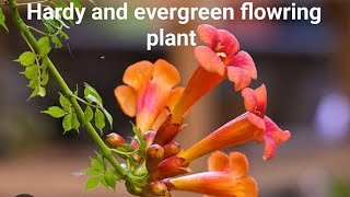 How to grow and care for Tecoma Trumpet vine plant floweringplant [upl. by Devlen606]