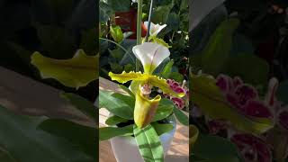 Toller Frauenschuh Paphiopedilum spicerianum „Milano“ orchideen orchidee orchideenfans orchid [upl. by Cheston]