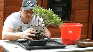 FICUS Bonsai Transformation [upl. by Cyrillus]