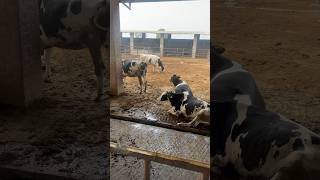 Going to Gujrat 25072024  jollydairyfarm amritsar Punjab heffers breed [upl. by Tenay]