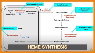 Heme Synthesis Pathway and Associated Diseases [upl. by Mickelson178]