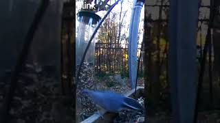 Nuthatch Goes Nuts [upl. by Eldin]