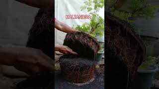 Full Akar Kaliandra bonsai bahanbonsai kaliandra [upl. by Neelac189]