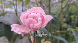 Flowering Rain A poem by Ghost Girl [upl. by Yehs]