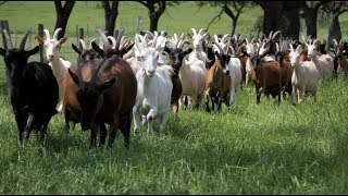 La ferme des trois chênes  Ten fais tout un fromage [upl. by Akiemahs]