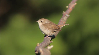 House Wren [upl. by Cordeelia]