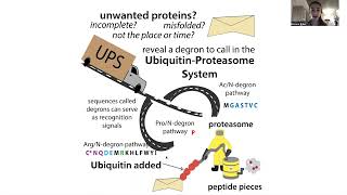 The Ubiquitin Proteasome System  the biochemistry of quotnormalquot amp induced protein degradation [upl. by Hayarahs]