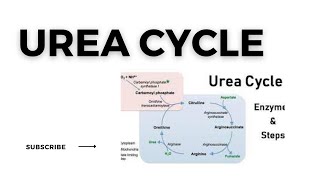 Urea Cycle [upl. by Adnuahsal]