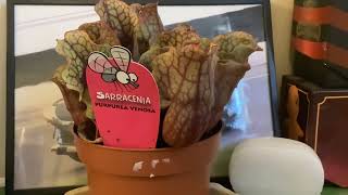 Sarracenia purpurea venosa [upl. by Rayburn]