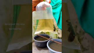 Betta fish breeding pairs shipping anakapalli 💙💙 akaquatelugu bettafish bettathailand betta [upl. by Aerdnna]