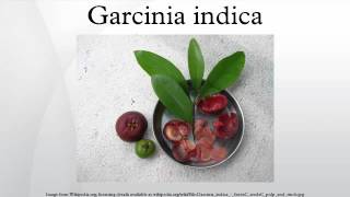 Garcinia indica [upl. by Elrak453]