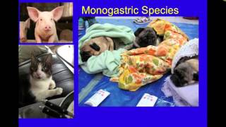 GI of Carnivores Ruminants Hindgut fermenters VETERINARY TECHNICIAN EDUCATIONAL VIDEO [upl. by Tingey293]