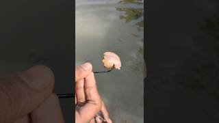 Saif goge Plastic Bottle Hook Fishing Challengeshortshooktrapfishing [upl. by Alekat]