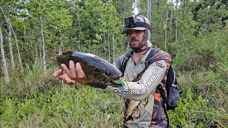 PESCA DE PACU SELVAGEM MONSTRO E TRAIRÃO AMAZÔNICO COM SAPINHO [upl. by Tem]