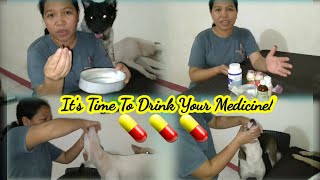 Paano Magpainom ng gamot sa mga alagang aso  How to administer medicine to your dogs [upl. by Spielman]