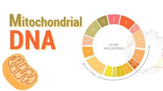 Mitochondrial DNA  mtDNA  All Mitochondrial genes detail [upl. by Osy80]