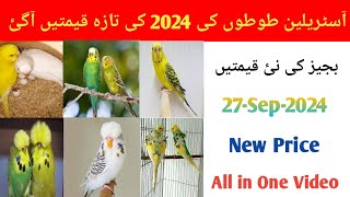 All Budgies Parrot Latest And New Price in Pakistan 2024  Budgies Parrot Price New Update [upl. by Onoitna]