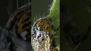 Caterpillar Eating Leaf Wincent T4pu7 insects nature wildlife [upl. by Elysee]