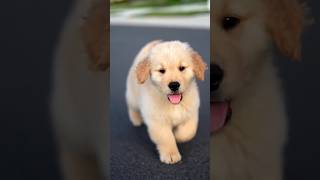 LABRADOR CUTE BABY 💗  RUNNING AND PLAY WITH ME  doglovers dogtraining streetdog puppy cute [upl. by Krystin120]