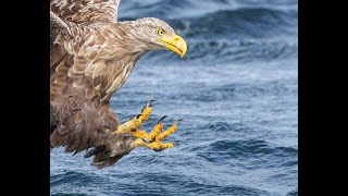 Photographing White tailed Eagles on Mull [upl. by Carolann]