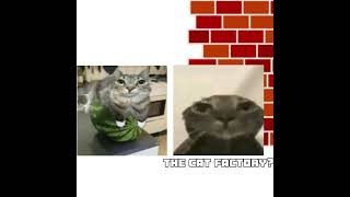 CAT FACTORY memes cat [upl. by Maegan]