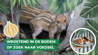 Een modderige Meet amp Greet in Blijdorp  Keuken Blijdorp 🥕🥙 [upl. by Shanna47]