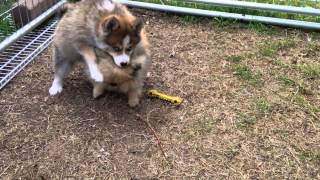 Pomsky puppy playing with full grown teacup pomeranian [upl. by Arron]