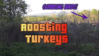 Finding a LEGENDARY hunting spot Roosting Turkeys [upl. by Courtland752]