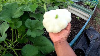 PLANTING SEEDS PATTY PAN SQUASH HARVEST [upl. by Demott]