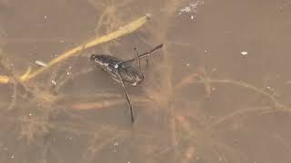 Water Boatman or Backswimmer Notonecta sp swimming [upl. by Anaes]