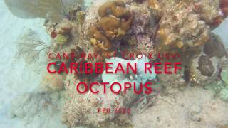 Carribbean Reef Octopus St Croix USVI [upl. by Undis]