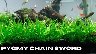 Pygmy Chain Sword Echinodorus Tenellus Growing Tips [upl. by Eirojram]