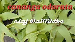 Ep 14 Cananga odorata ylang ylang [upl. by Mimajneb]