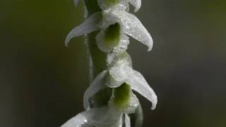 POLLINISATION DE L’ORCHIDÉE SPIRANTHES SPIRALIS [upl. by Anidan190]