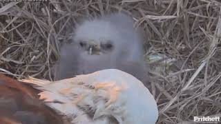 The first breakfast in the new year  SWFL nest  Jan 01 2024 [upl. by Sivrat]