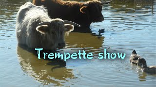 Trempette show [upl. by Tatia]