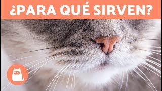 ¿Por qué los GATOS tienen BIGOTES ¿Para qué sirven [upl. by Attenaj]